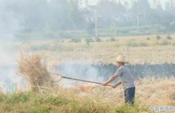 农村种油菜，秸秆不能在外烧火，农民要怎么处理 - 中国养殖网