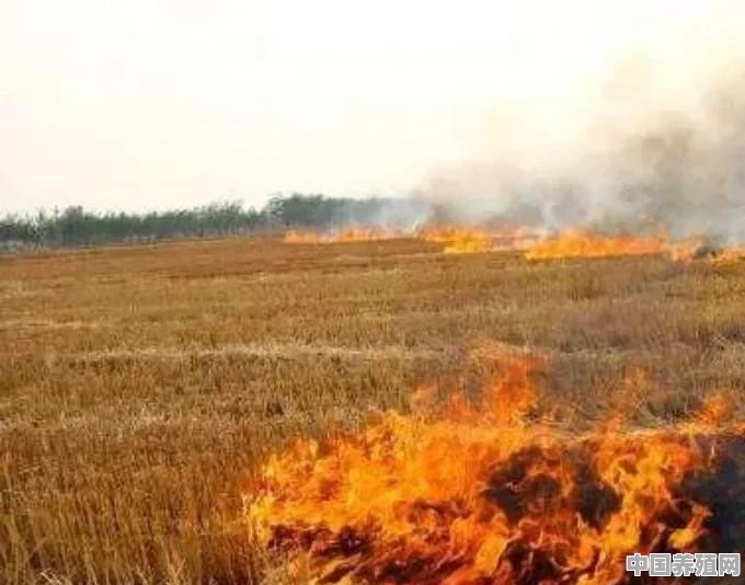 农村种油菜，秸秆不能在外烧火，农民要怎么处理 - 中国养殖网