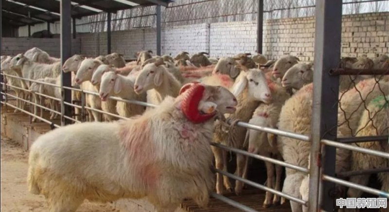 养羊主要防疫哪几种病 - 中国养殖网