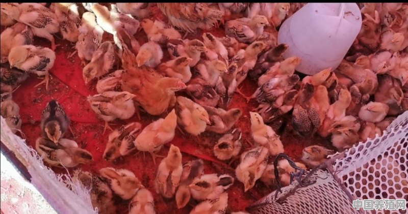 新来的小鸡怎么养，前二十天详细的饲养流程是什么 - 中国养殖网