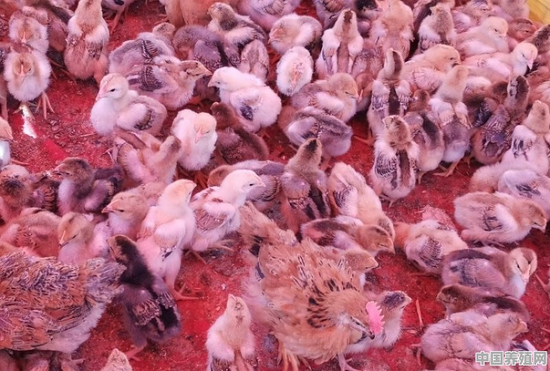 新来的小鸡怎么养，前二十天详细的饲养流程是什么 - 中国养殖网
