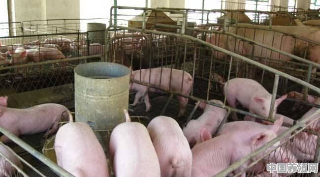 在农村养猪办一个年出栏一百头猪的养殖场要多少钱？如何做 - 中国养殖网