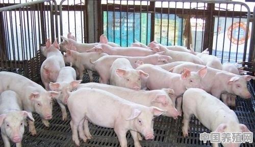 在农村养猪办一个年出栏一百头猪的养殖场要多少钱？如何做 - 中国养殖网