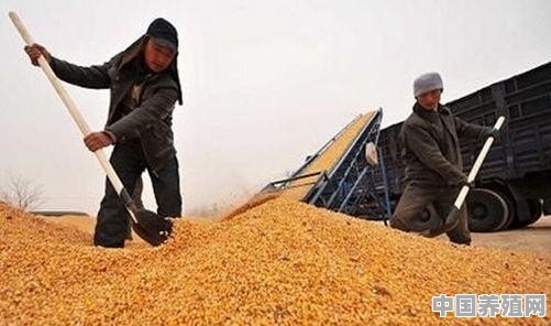2019年玉米总行情如何 - 中国养殖网