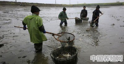 包一个100亩的鱼塘年租金30000，养家鱼，怎么养才能赚钱 - 中国养殖网