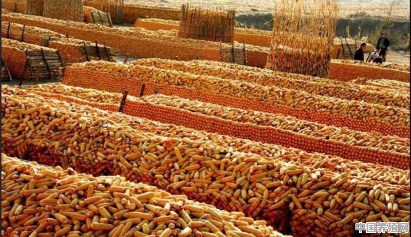 12月21日，玉米什么价 - 中国养殖网