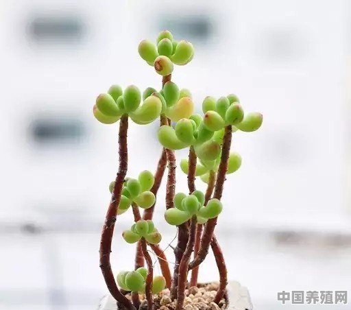 多肉生石花徒长成“柱子”，入夏如何养护 - 中国养殖网