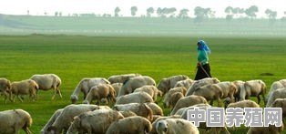 一个300至400只羊的羊群，一年能生产多少只小羊？怎样才能高产 - 中国养殖网