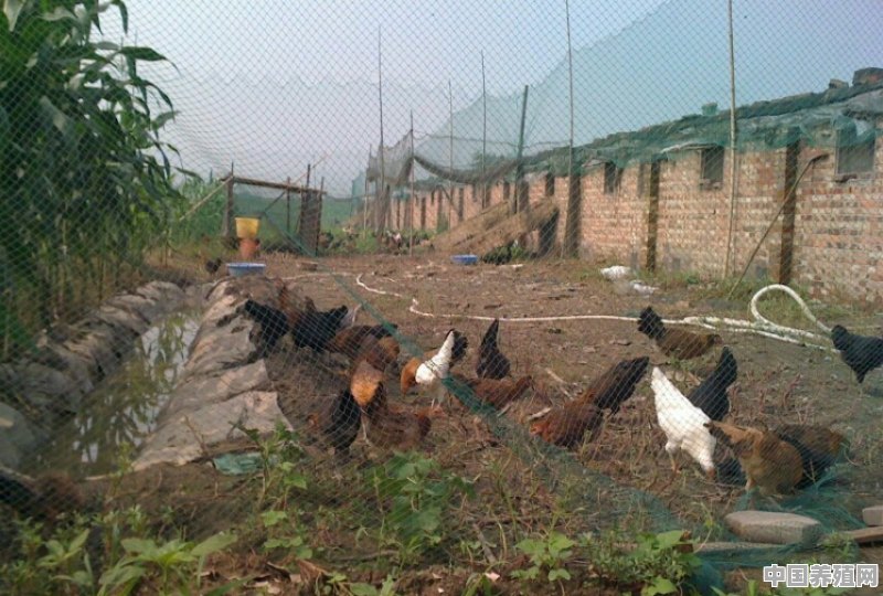 家禽粪便是直接上到地里好，还是发酵一段时间好 - 中国养殖网