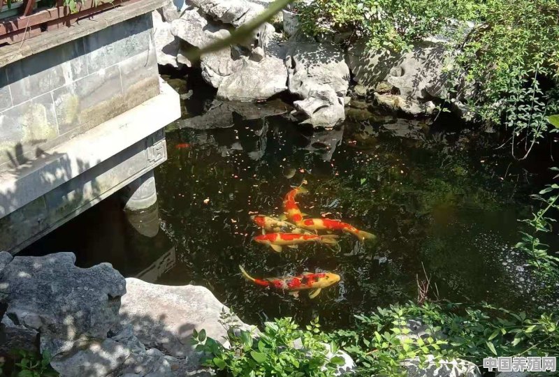 如何正确地清理别墅庭院鱼池 - 中国养殖网