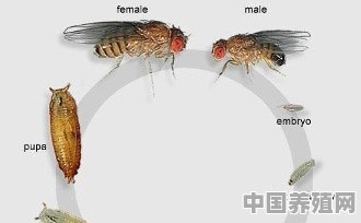果蝇如何饲养 - 中国养殖网