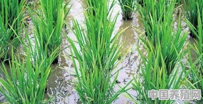 稻田里适合养什么鱼 - 中国养殖网