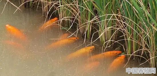 稻田里适合养什么鱼 - 中国养殖网