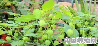 灯笼草有什么药用价值 - 中国养殖网