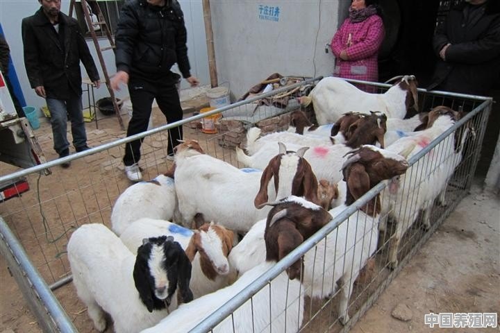波尔山羊种母羊用什么预混料养殖比较好 - 中国养殖网