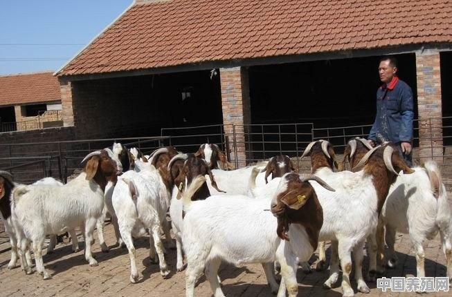 波尔山羊种母羊用什么预混料养殖比较好 - 中国养殖网