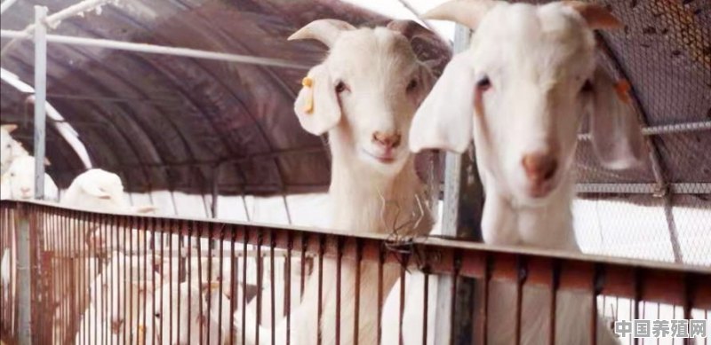 羊出现低烧怎么治疗 - 中国养殖网