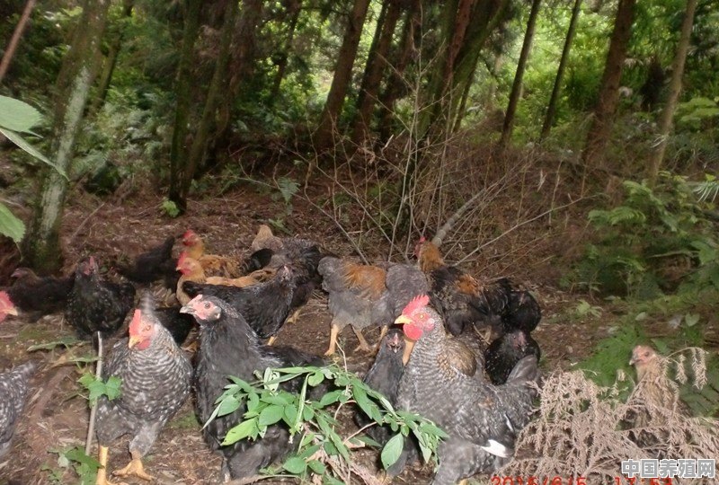 农村风靡一时的“林下养鸡”，今却人去林空，5年亏100万为啥 - 中国养殖网