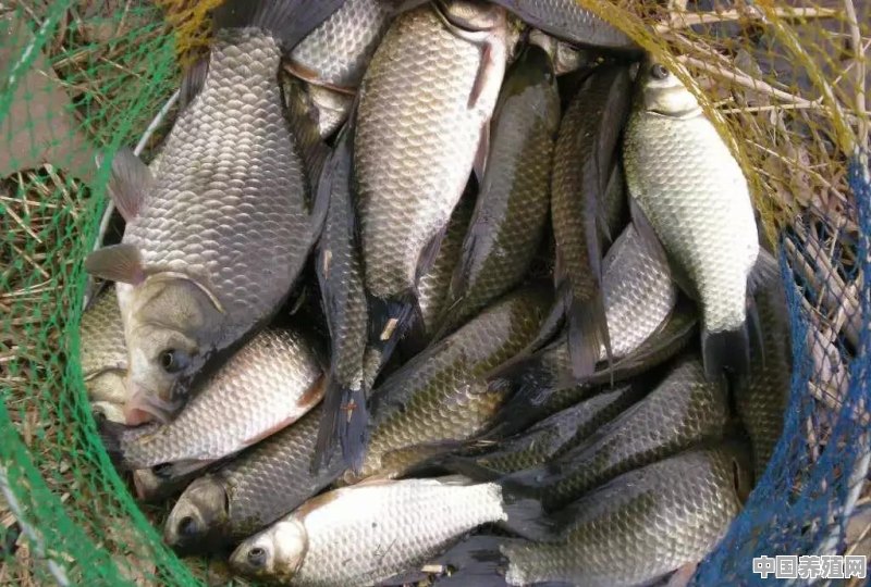 哪些淡水鱼适合鱼塘养殖 - 中国养殖网