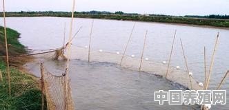 哪些淡水鱼适合鱼塘养殖 - 中国养殖网