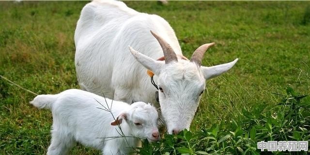 农村老人说羊不能吃露水草，有什么道理吗 - 中国养殖网