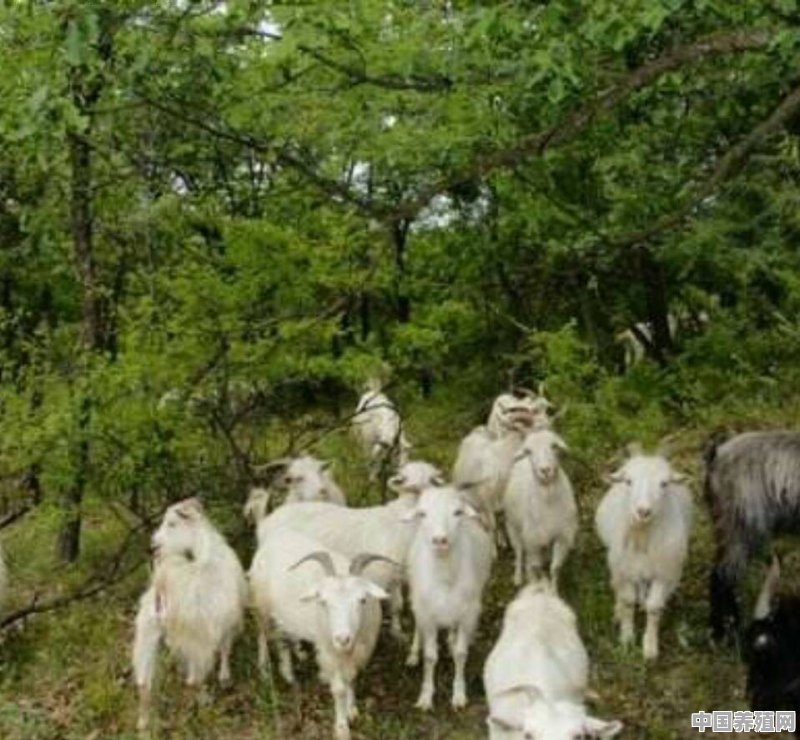 农村老人说羊不能吃露水草，有什么道理吗 - 中国养殖网