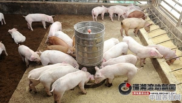 有什么好的方法让仔猪吃开口料 - 中国养殖网