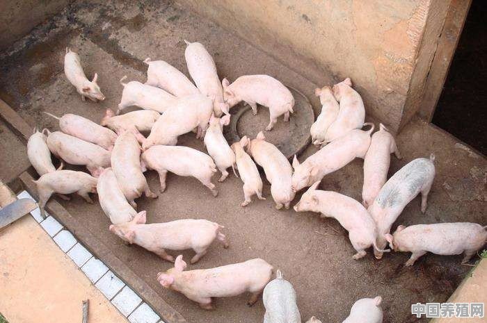 有什么好的方法让仔猪吃开口料 - 中国养殖网