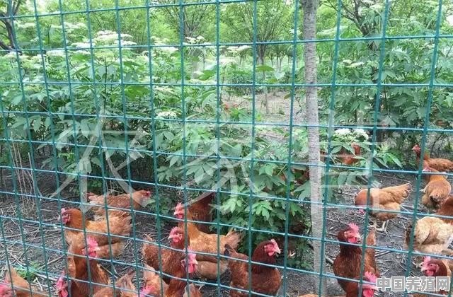山林养殖土鸡，选择什么品种比较好？初次养殖数量该如何控制 - 中国养殖网