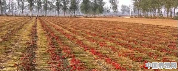 近期大葱和辣椒的价格上涨得非常厉害，是什么原因引起的 - 中国养殖网