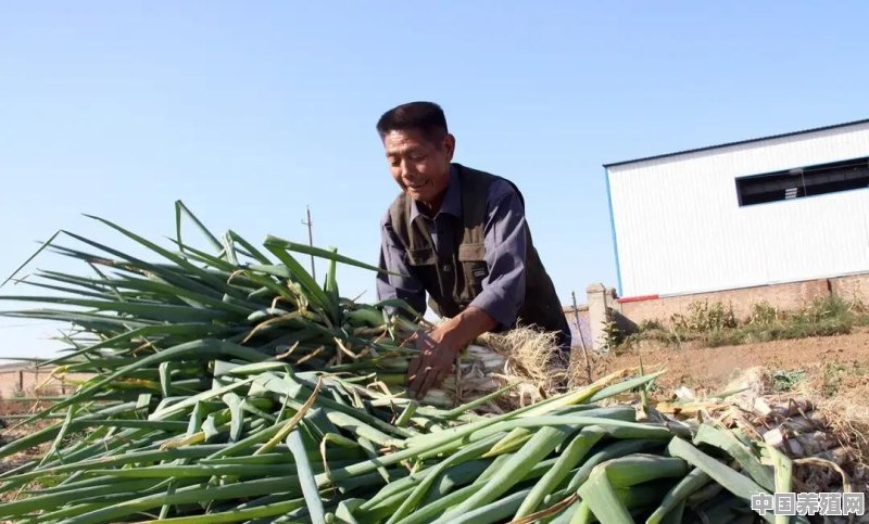 近期大葱和辣椒的价格上涨得非常厉害，是什么原因引起的 - 中国养殖网