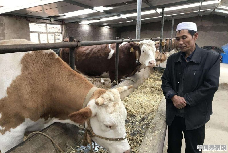 在农村养10头牛能赚钱吗？该怎么做 - 中国养殖网