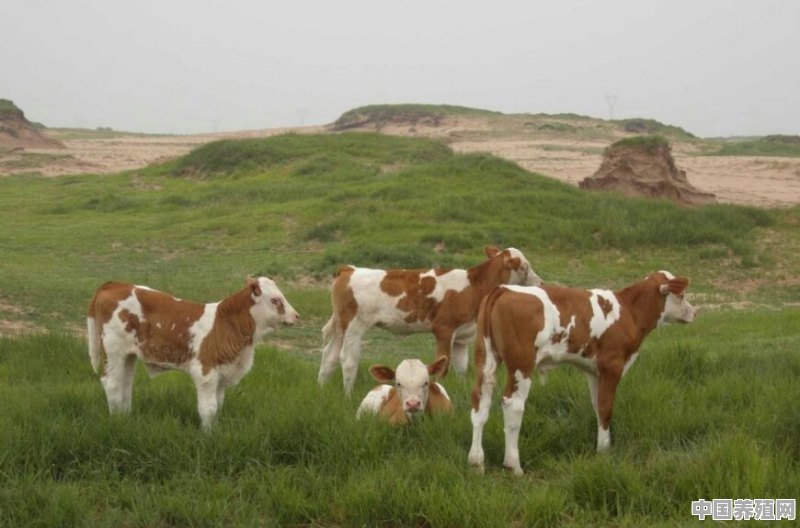 十亩牧草能养多少头牛？如何来降低饲养成本 - 中国养殖网