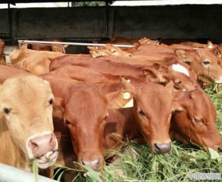 十亩牧草能养多少头牛？如何来降低饲养成本 - 中国养殖网