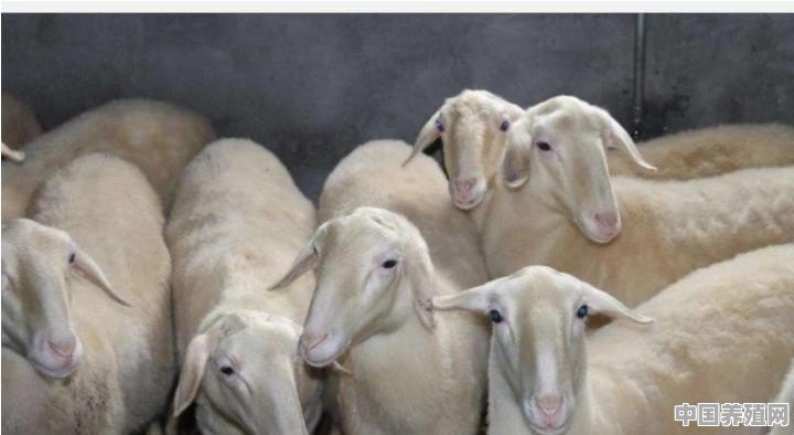 养羊的成本和利润大概是多少？有十五万可以养吗 - 中国养殖网