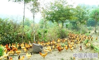 在山里养土鸡怎么预防天敌 - 中国养殖网