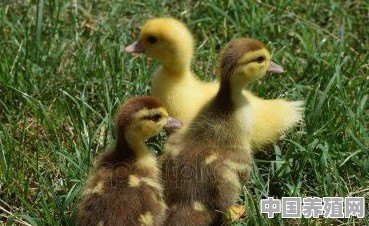 鸡抱鸭能行吗 - 中国养殖网