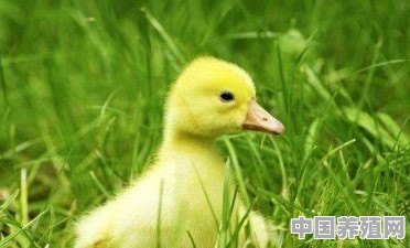 鸡抱鸭能行吗 - 中国养殖网
