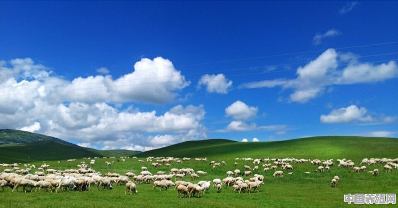 现在哪里有真正的羊肉 - 中国养殖网