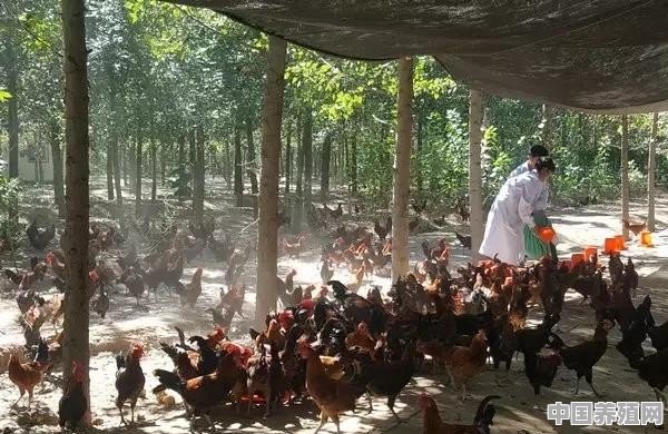 京东跑步鸡如何申请的 - 中国养殖网