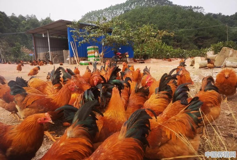 曾经在农村很火的“林下养鸡”，为啥近年来没人干了？你村还有吗 - 中国养殖网
