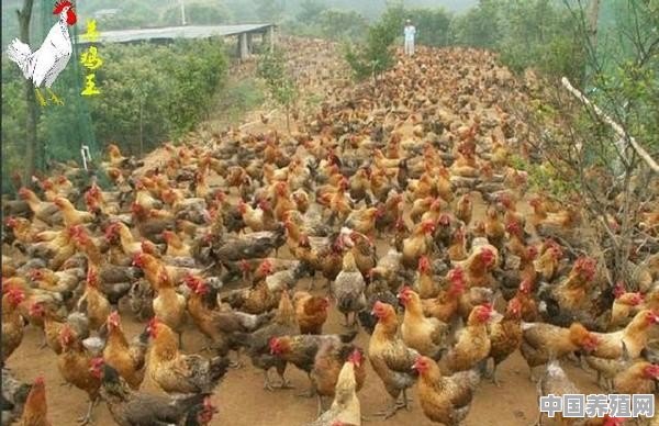 曾经在农村很火的“林下养鸡”，为啥近年来没人干了？你村还有吗 - 中国养殖网