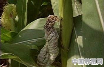 如何种植玉米黑粉菌 - 中国养殖网