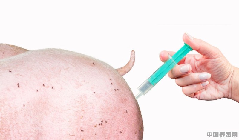猪场里面的疫苗是怎么分类的 - 中国养殖网