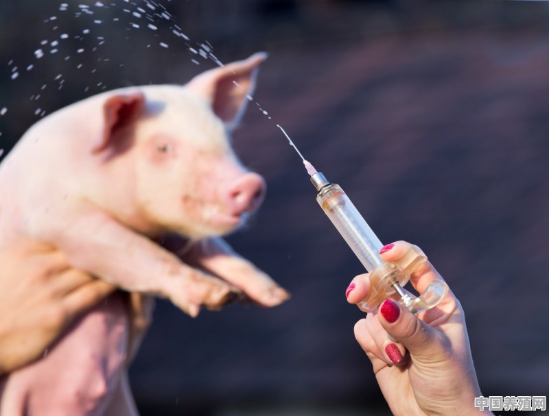 猪场里面的疫苗是怎么分类的 - 中国养殖网