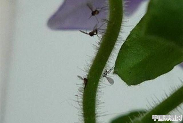 花盆里飞的小黑虫是什么？怎么去除 - 中国养殖网