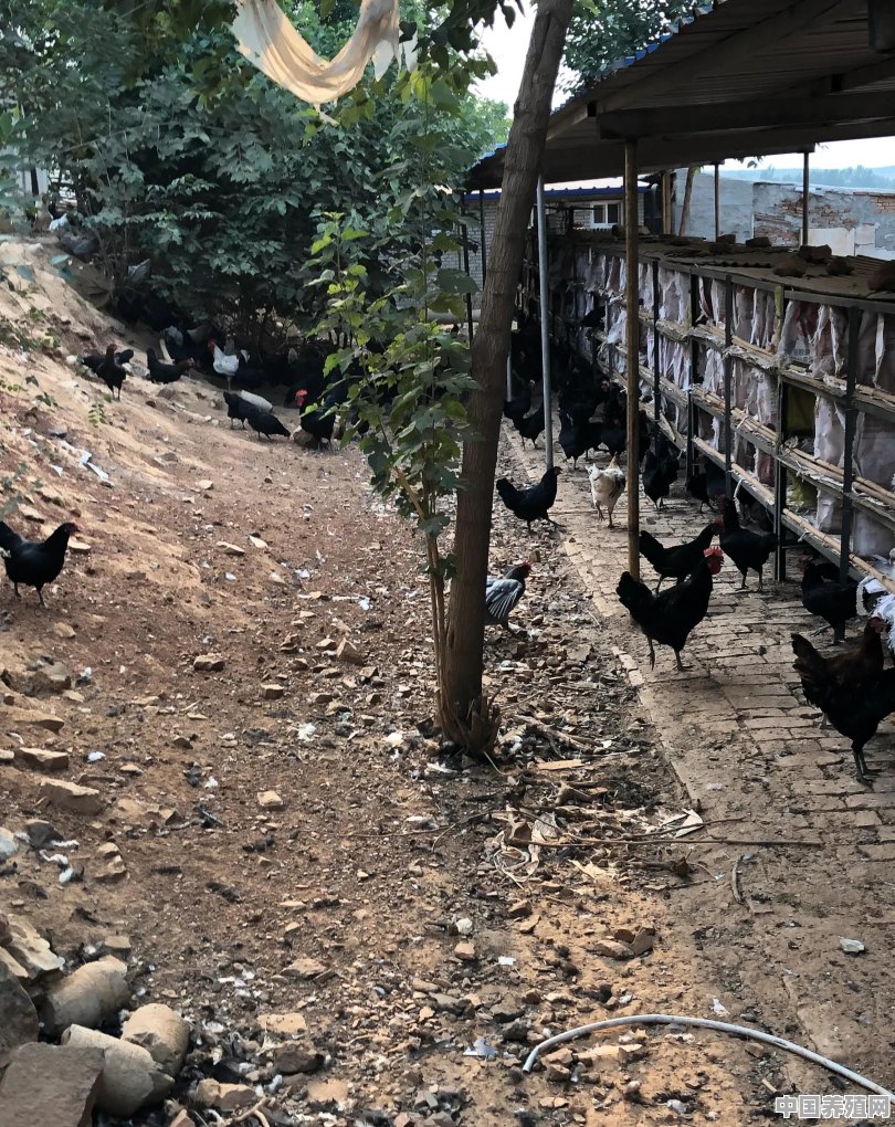 养殖场怎么防止黑雕偷鸡 - 中国养殖网