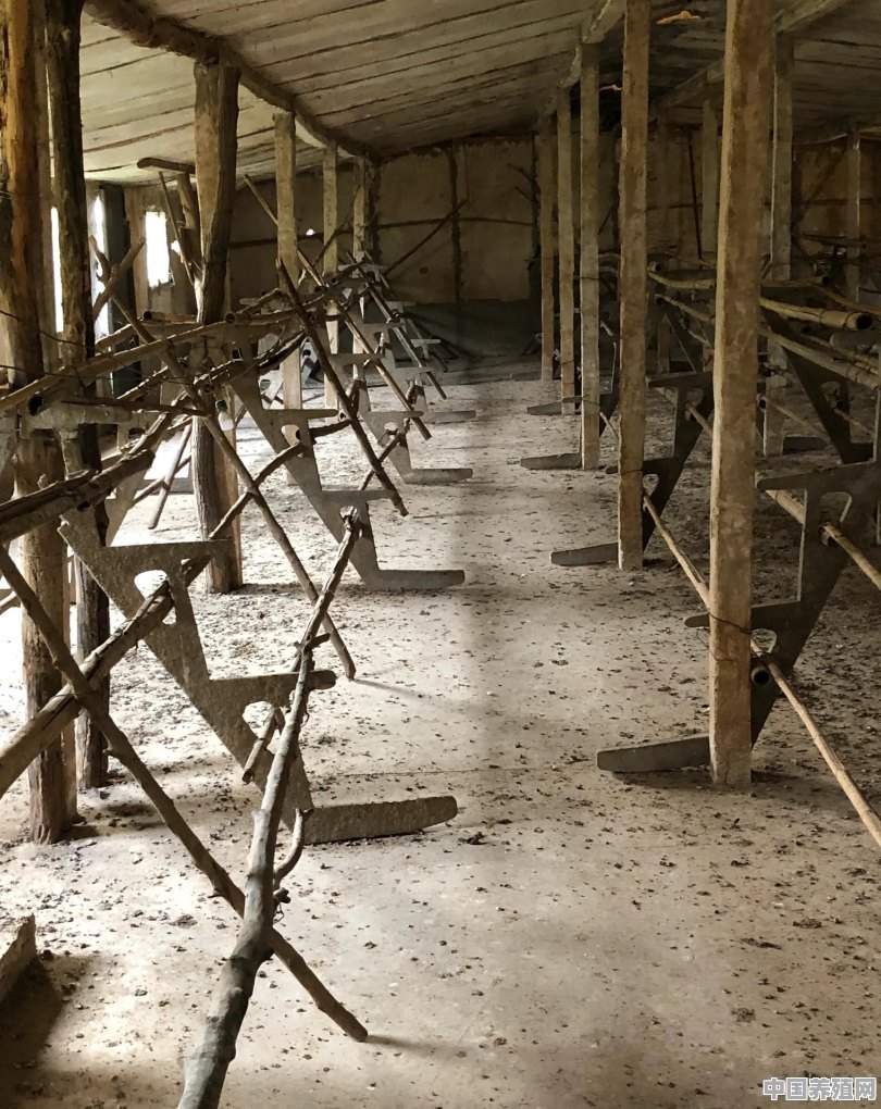 养殖场怎么防止黑雕偷鸡 - 中国养殖网