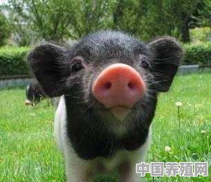 之前很多创业者放养的小香猪，为什么现在却少有人养了 - 中国养殖网