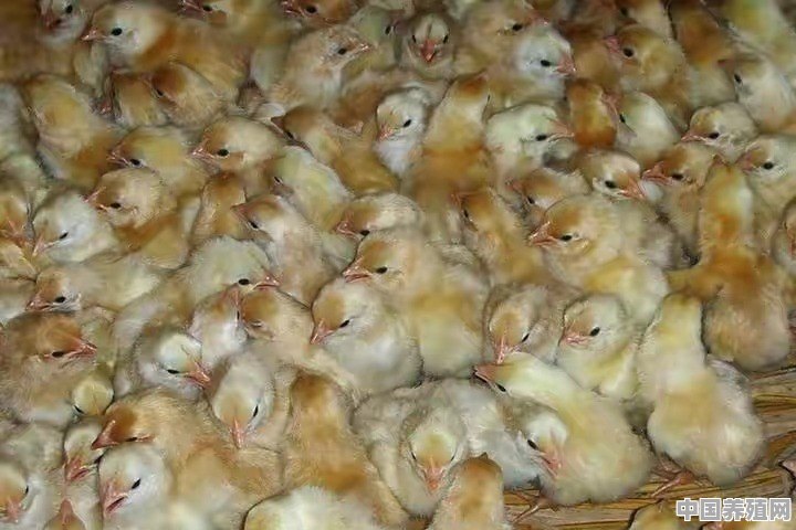 买了许多小鸡，但是有很多得病死了，小鸡为什么这么难养 - 中国养殖网